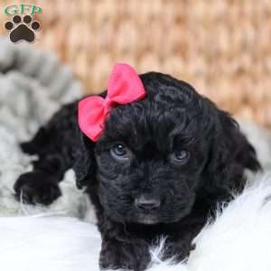 Rosa, Cavapoo Puppy